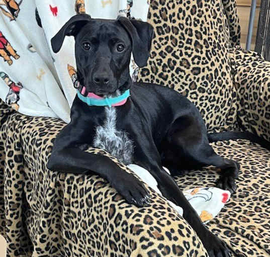 Photo of Dolly