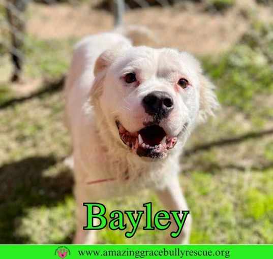 Photo of Bayley