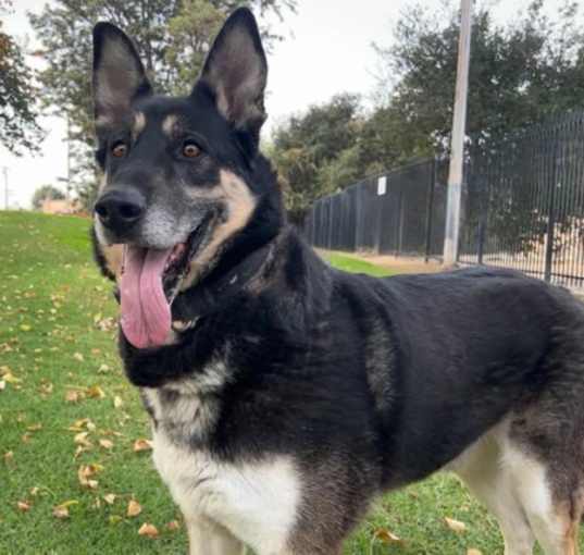 Photo of Ace