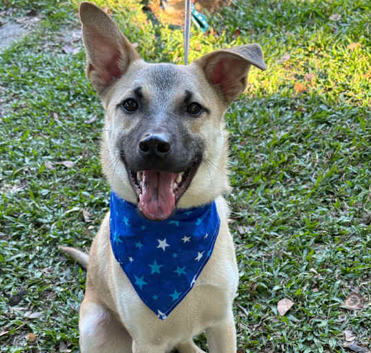 Photo of Archie