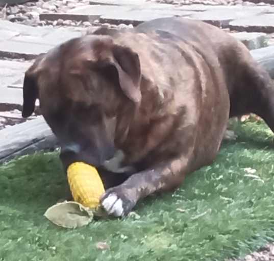 Photo of Molly