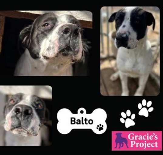 Photo of Balto