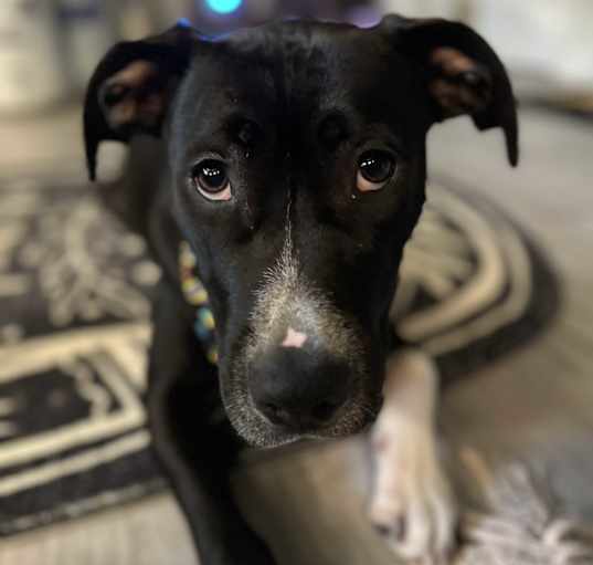 Photo of Lucy