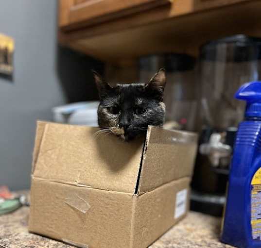Photo of Eevee