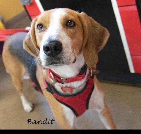 Photo of Bandit Society