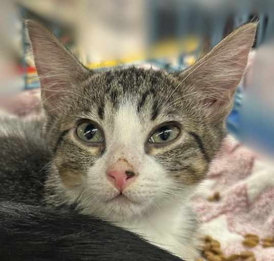 Photo of Sundae