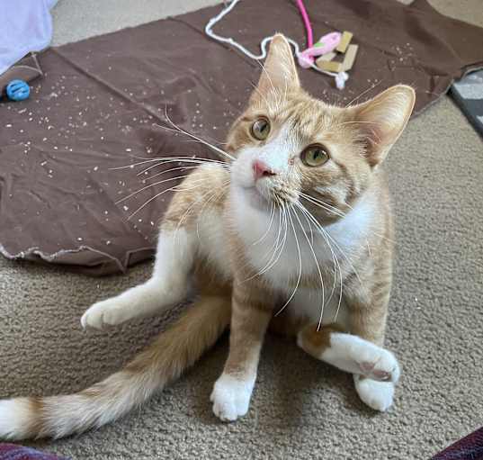 Photo of Nemo