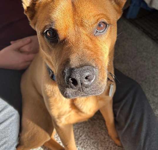 Photo of Chestnut