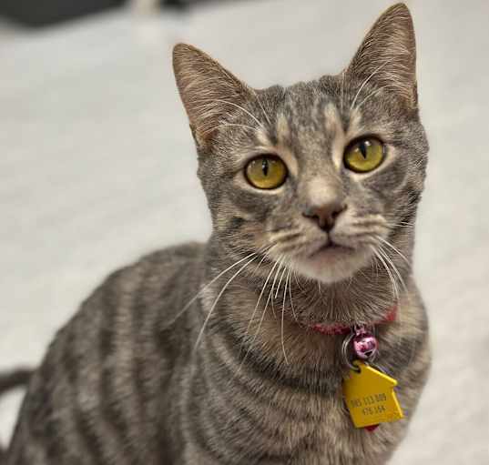 Photo of Kami