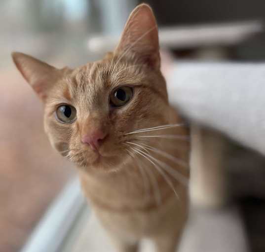 Photo of Nugget