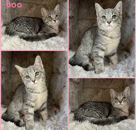 Photo of Boo