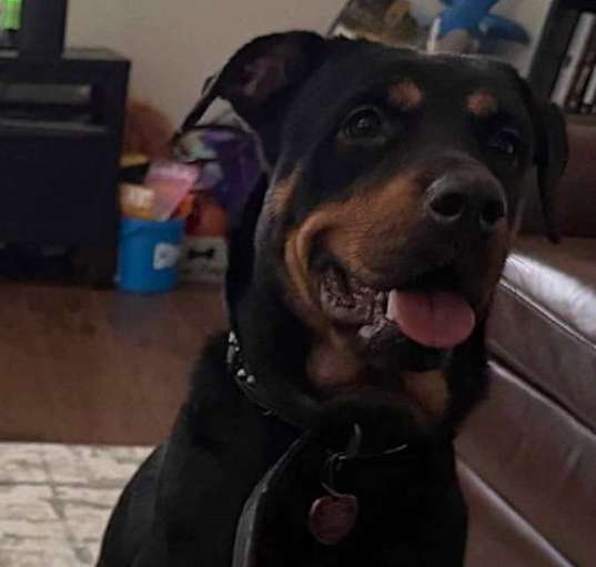 Photo of Nala Rottweiler