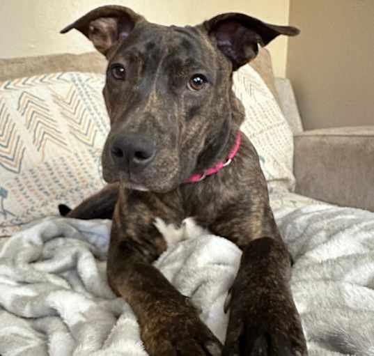 Photo of Arya