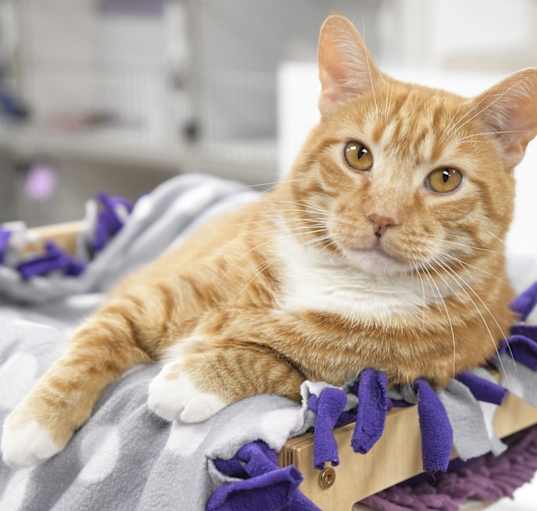 Photo of Purrcy