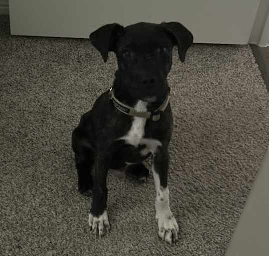 Photo of Dante