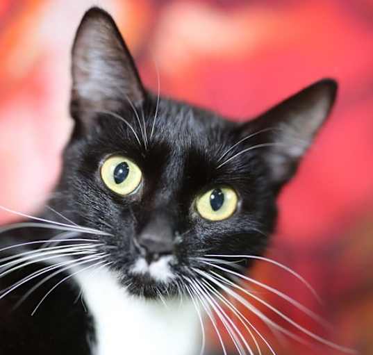 Photo of Moloe