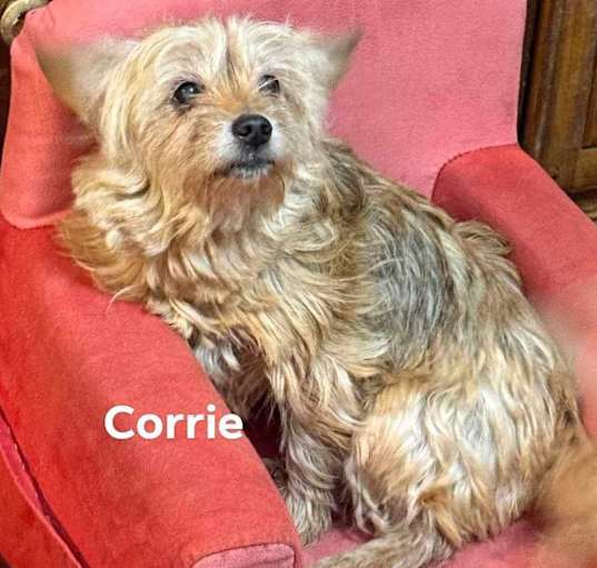 Photo of Corrie & torrie