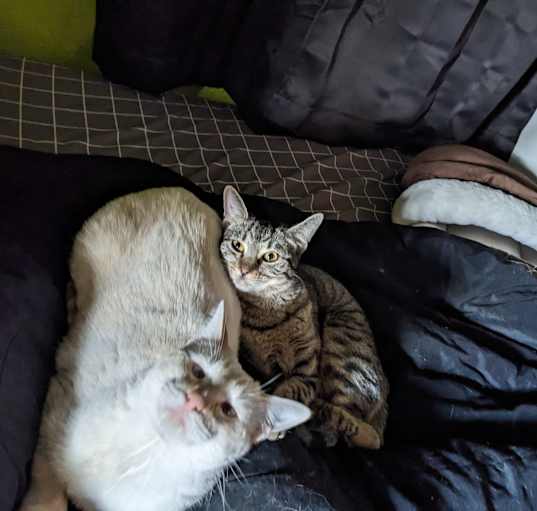 Photo of Fluff