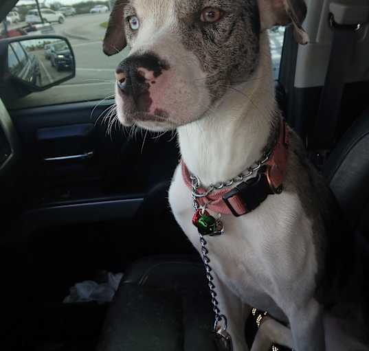 Photo of Sadie
