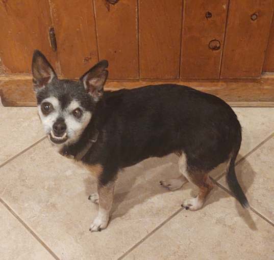 Photo of Cookie