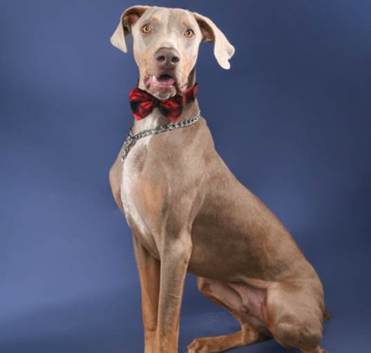 Photo of Benjie