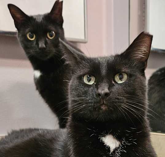 Photo of Bingo & Nova