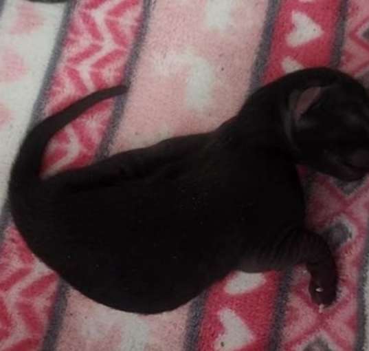 Photo of Midnight