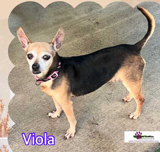 Photo of Viola