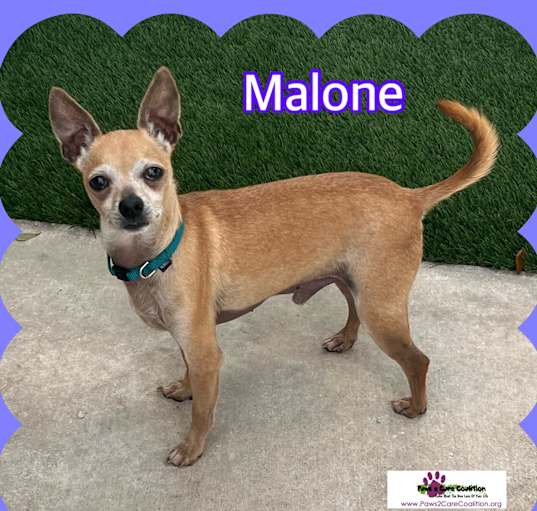 Photo of Malone
