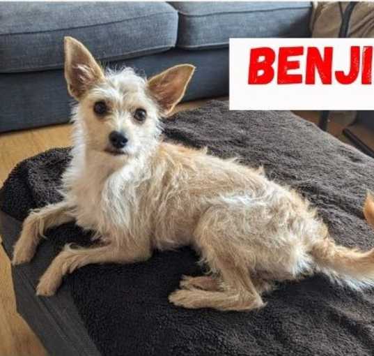 Photo of Benji