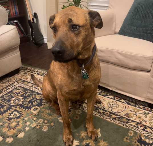 Photo of Juniper