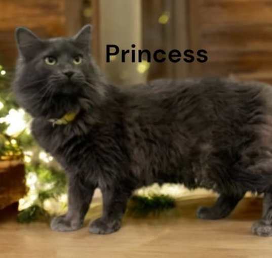 Photo of Princess