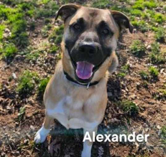 Photo of Alexander