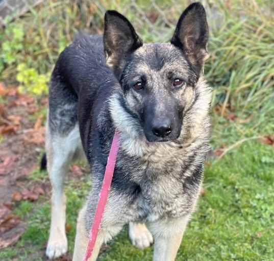 Photo of Honey, Mellow GSD, $300 fee