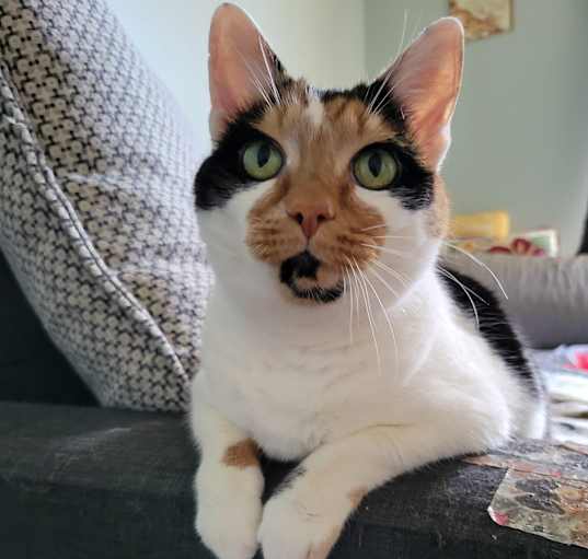 Photo of Callie