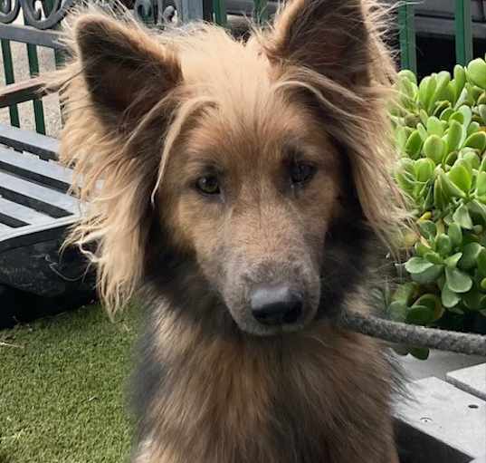 Photo of Bonnie AKA Penny