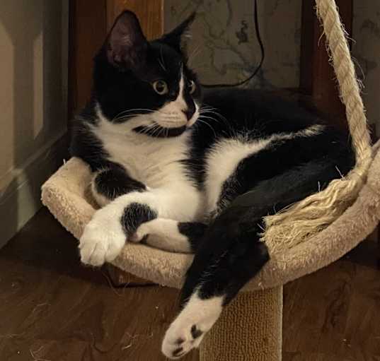 Photo of Panda