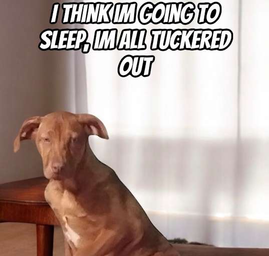 Photo of Skippy