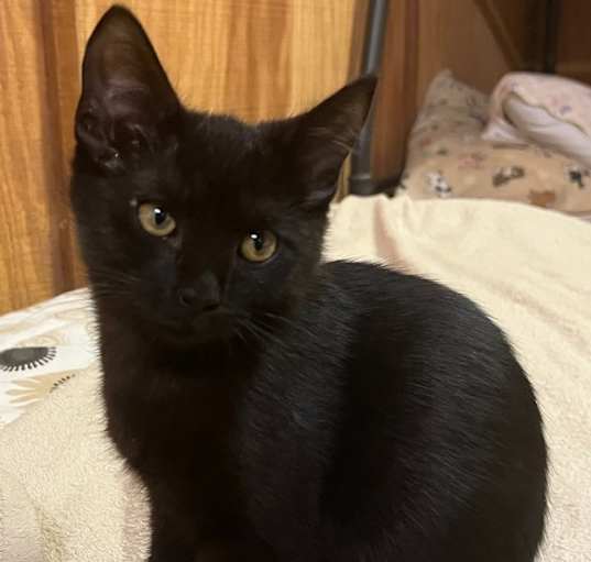 Photo of Pepper Suarez