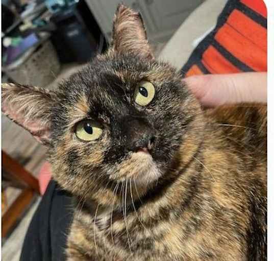 Photo of Mittens