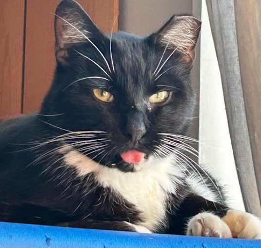 Photo of Scooter