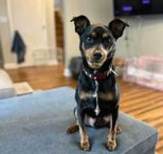 Photo of Hank