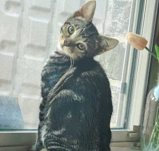 Photo of Dixie