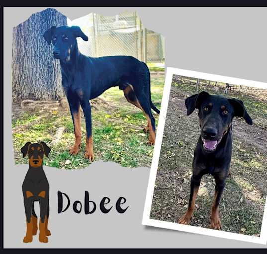 Photo of Deebo