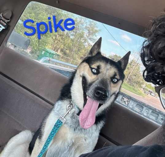 Photo of Spike