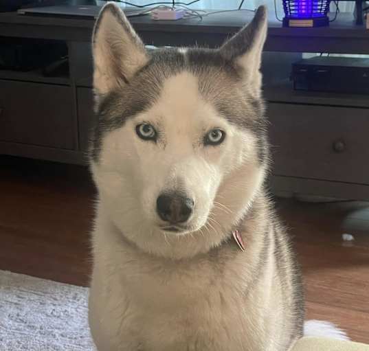 Photo of Ivy