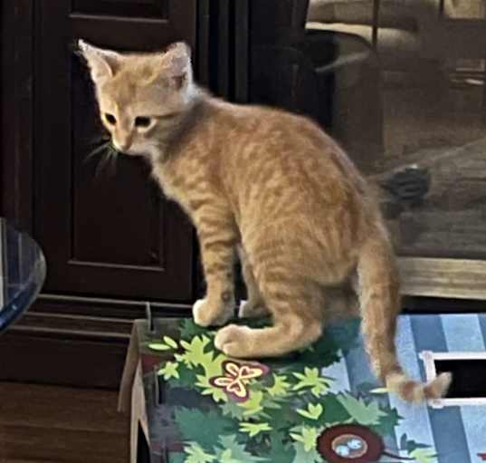 Photo of Pickles