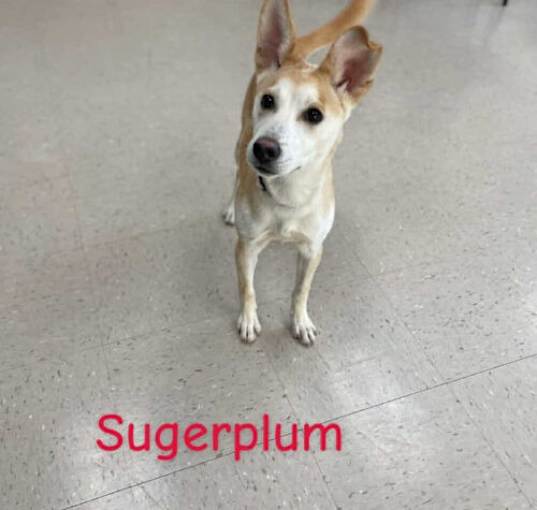 Photo of Sugarplum