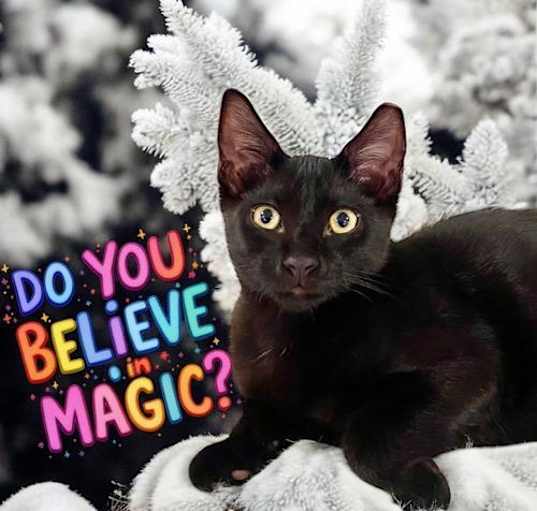 Photo of Magic