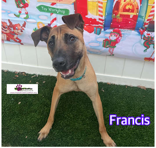 Photo of Francis